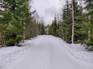 Puuston poisto teiden varsilta